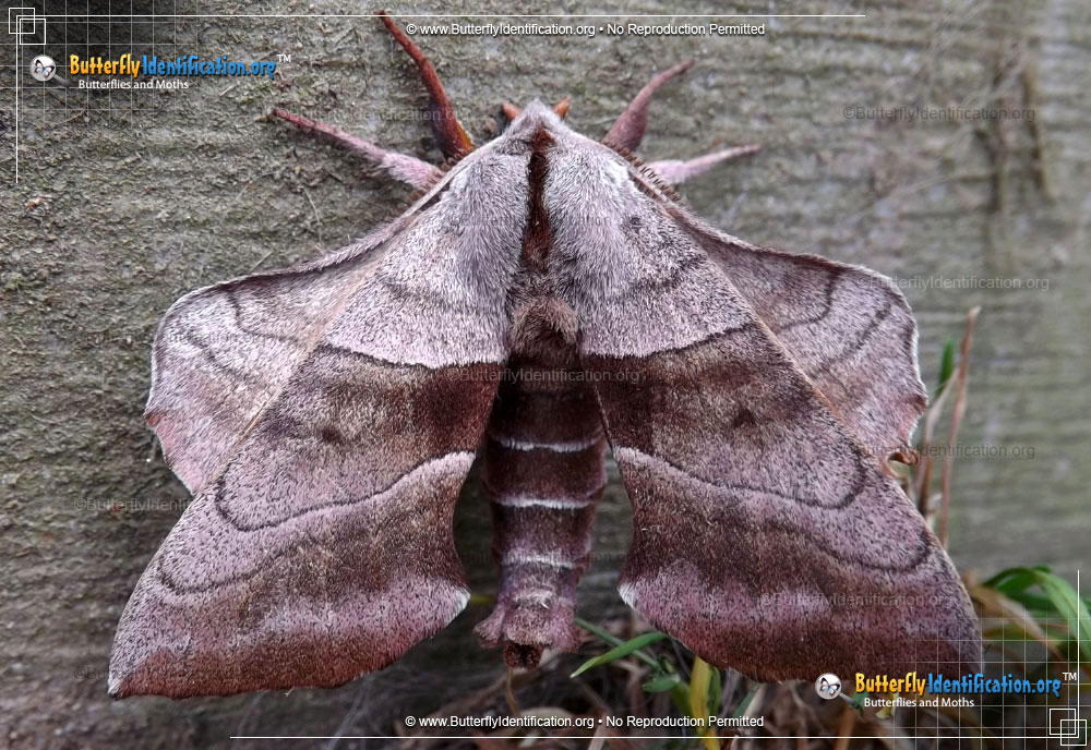 Full-sized image #1 of the Walnut Sphinx Moth