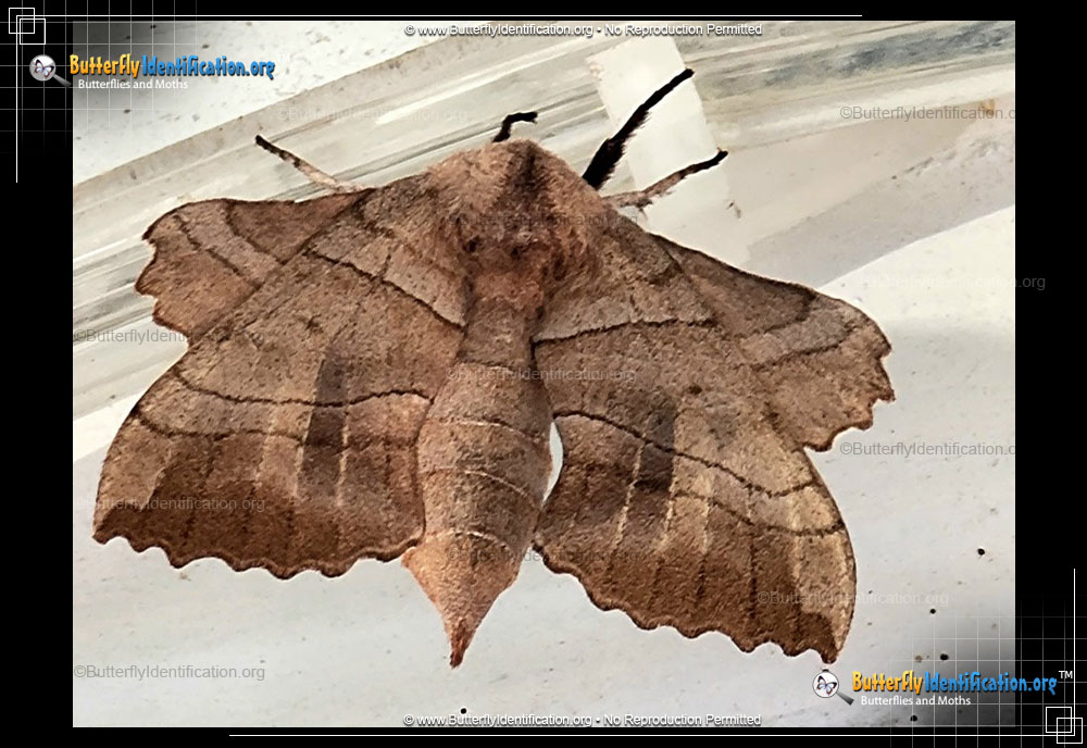 Full-sized image #2 of the Walnut Sphinx Moth