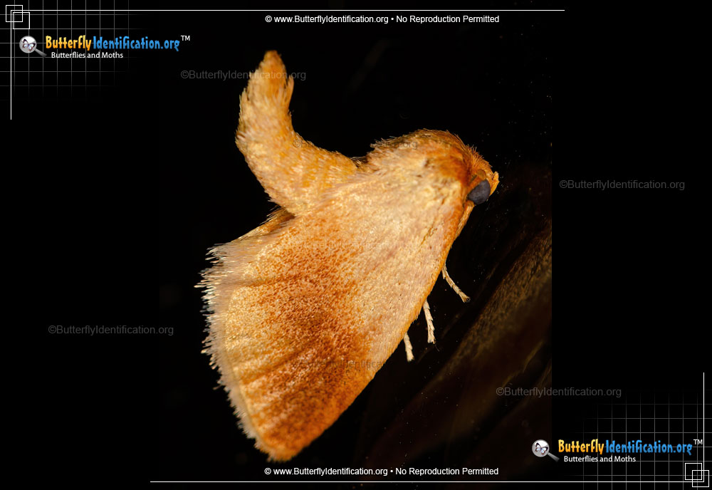 Full-sized image #1 of the Warm-chevroned Moth