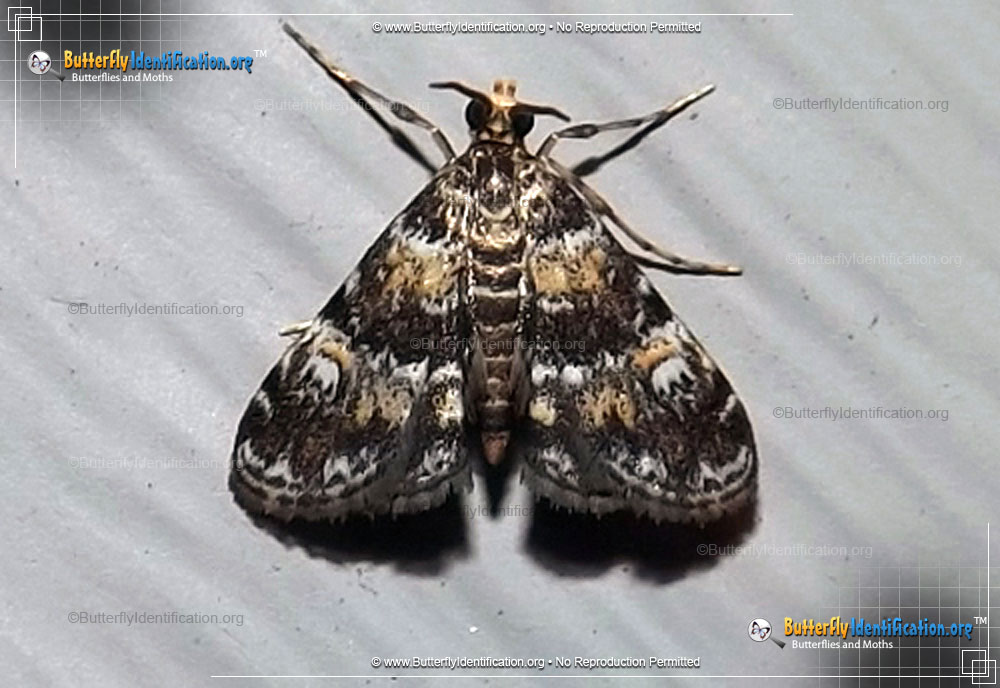 Full-sized image #1 of the Waterlily Leafcutter Moth