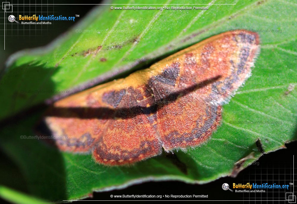Full-sized image #1 of the Wave Moth - <em>L. hepaticaria</em>