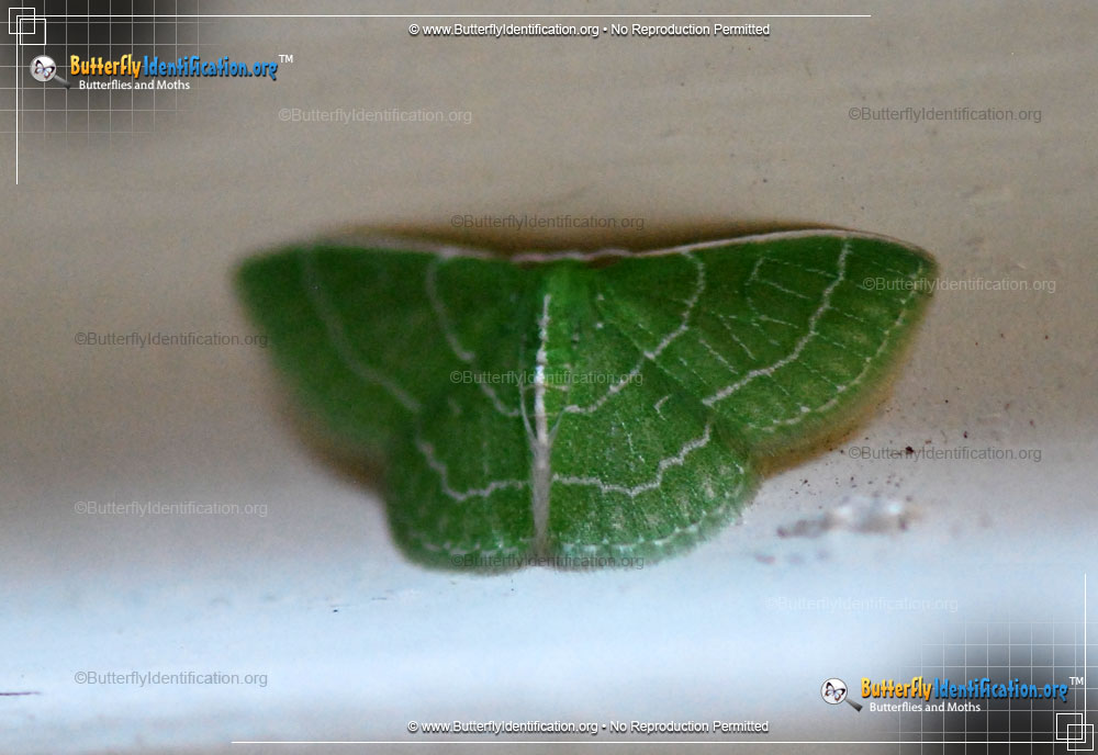 Full-sized image #3 of the Wavy-lined Emerald Moth