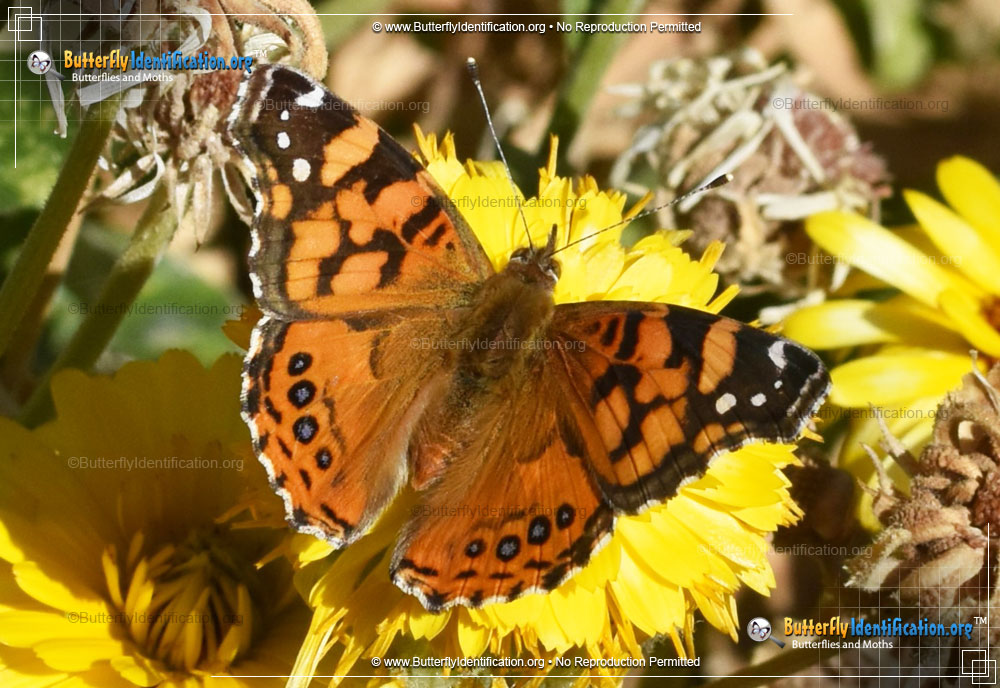 Full-sized image #1 of the West Coast Lady Butterfly