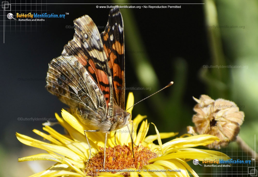 Full-sized image #2 of the West Coast Lady Butterfly