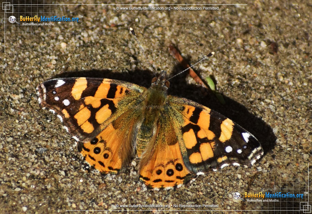 Full-sized image #4 of the West Coast Lady Butterfly