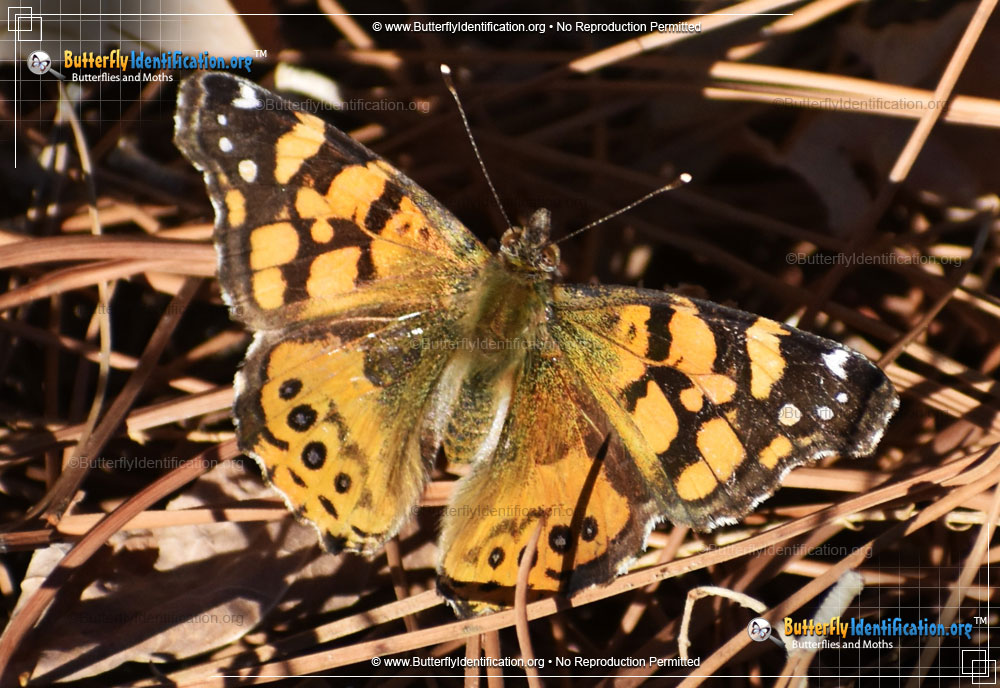 Full-sized image #6 of the West Coast Lady Butterfly