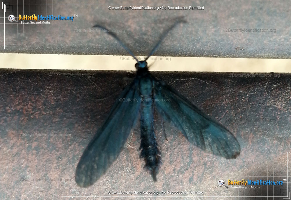 Full-sized image #1 of the Western Grapeleaf Skeletonizer Moth