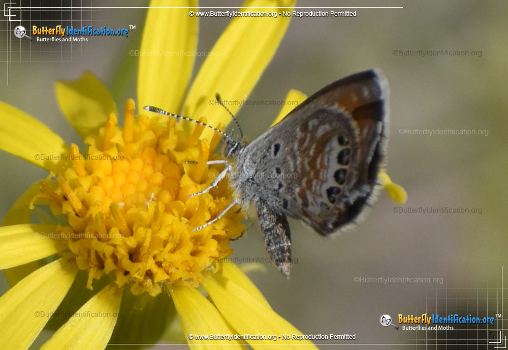 Full-sized image #4 of the Western Pygmy-Blue Butterfly