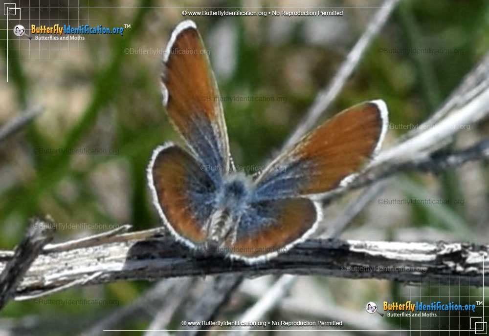 Full-sized image #6 of the Western Pygmy-Blue Butterfly