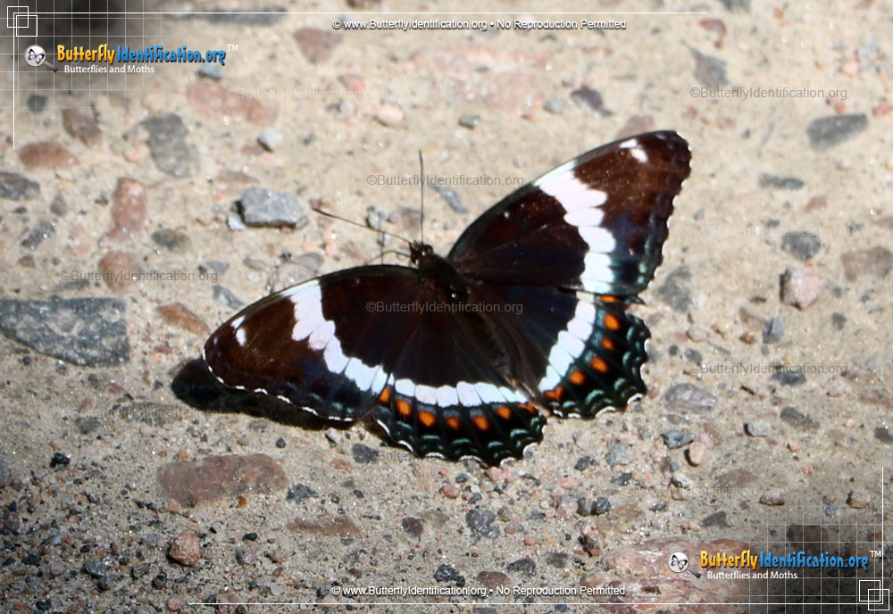 Full-sized image #1 of the White Admiral Butterfly