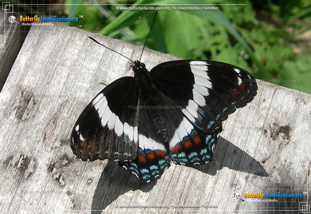 Full-sized image #3 of the White Admiral Butterfly