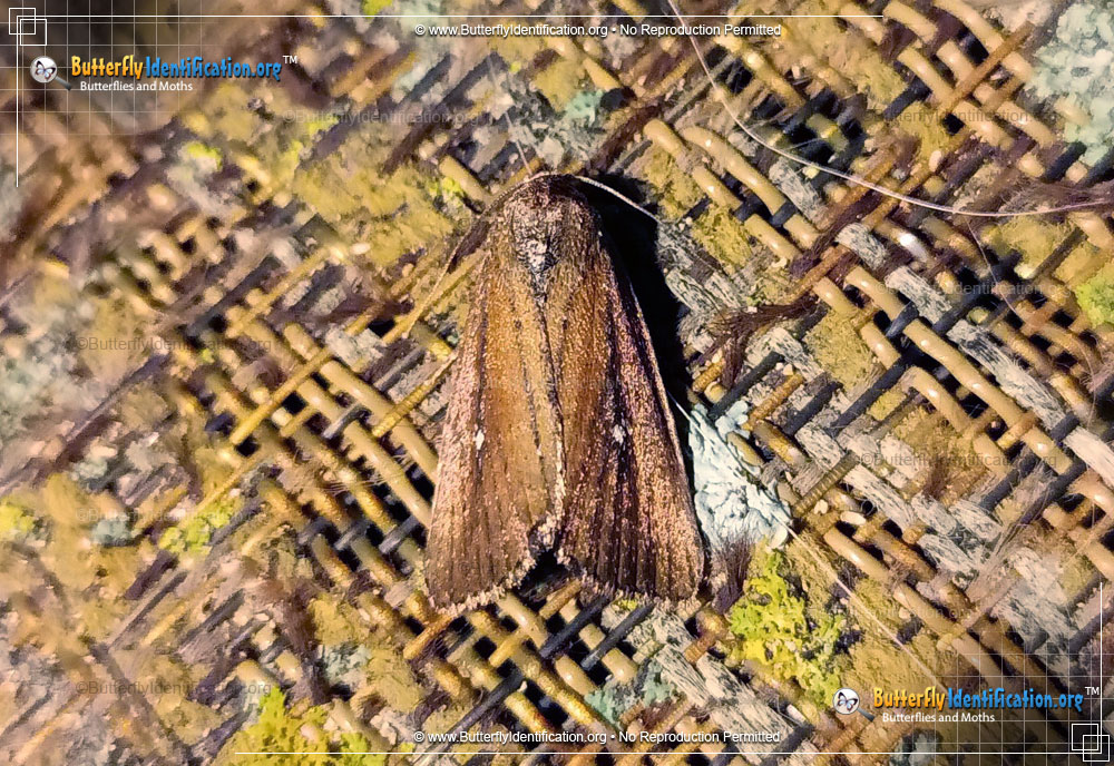 Full-sized image #1 of the White-dotted Groundling Moth