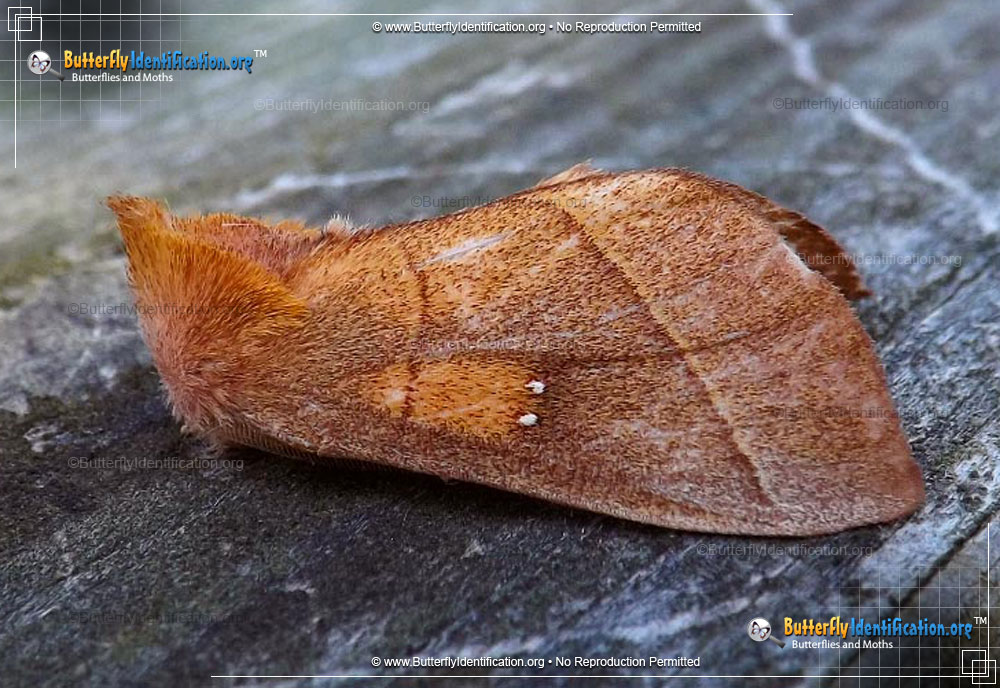 Full-sized image #2 of the White-dotted Prominent