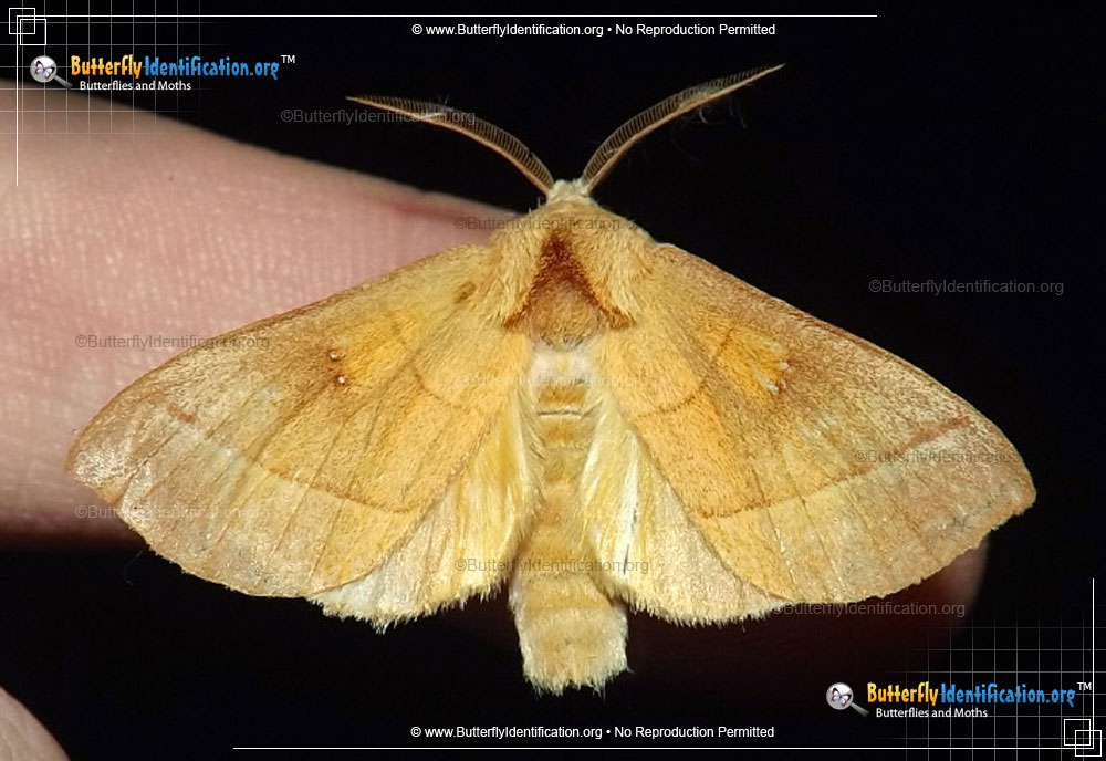 Full-sized image #1 of the White-dotted Prominent