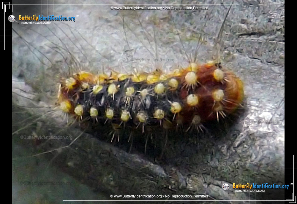 Full-sized caterpillar image of the White Flannel Moth