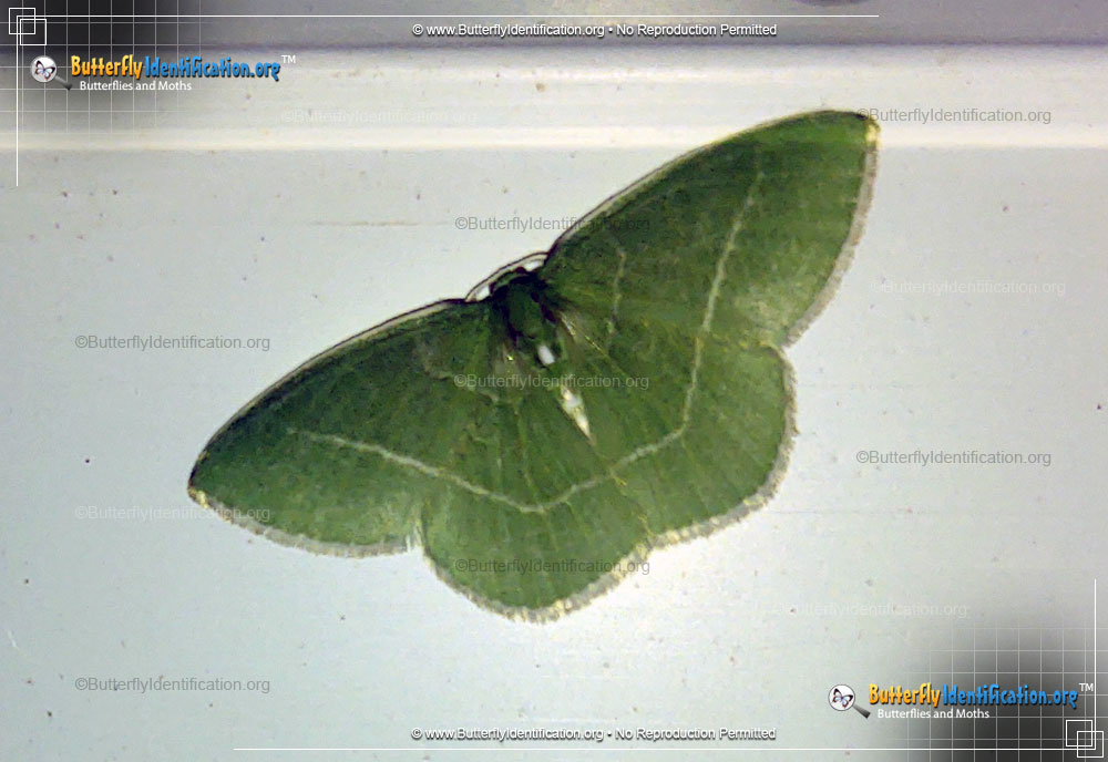 Full-sized image #1 of the White-fringed Emerald Moth