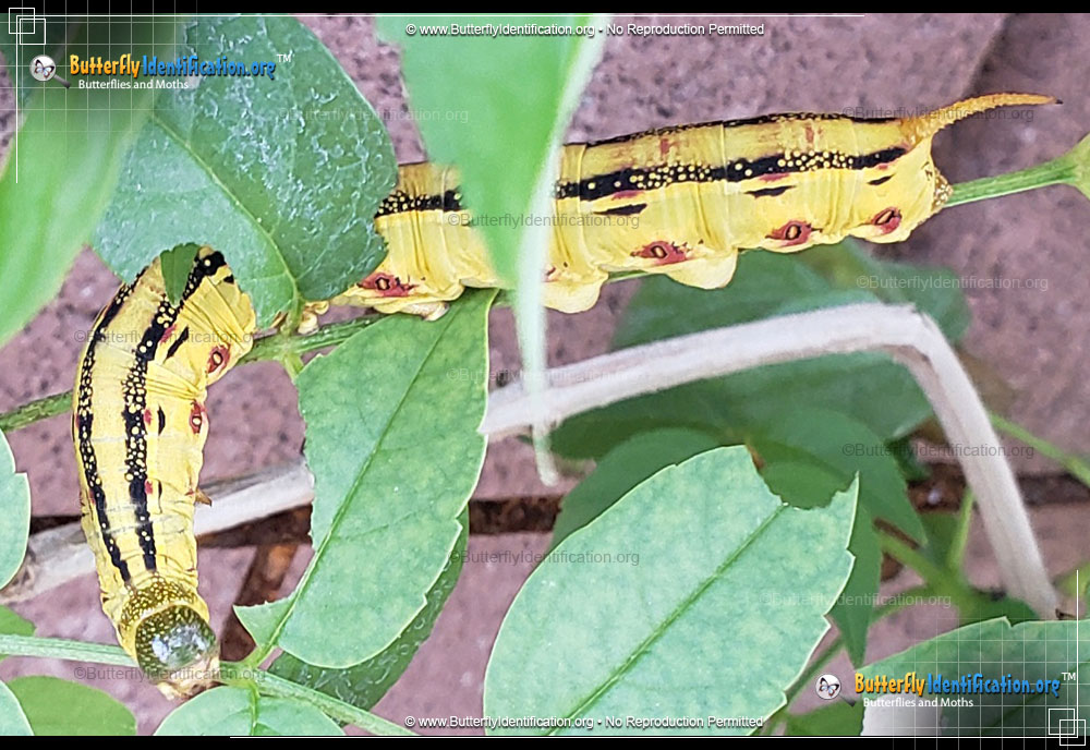 Full-sized caterpillar image of the White-lined Sphinx Moth