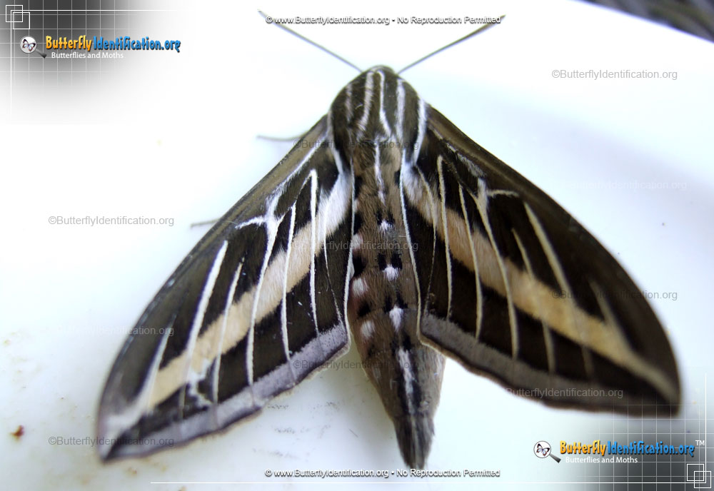 Full-sized image #2 of the White-lined Sphinx Moth