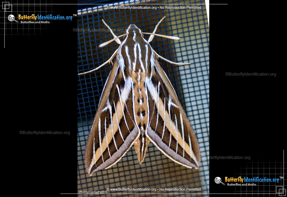 Full-sized image #3 of the White-lined Sphinx Moth