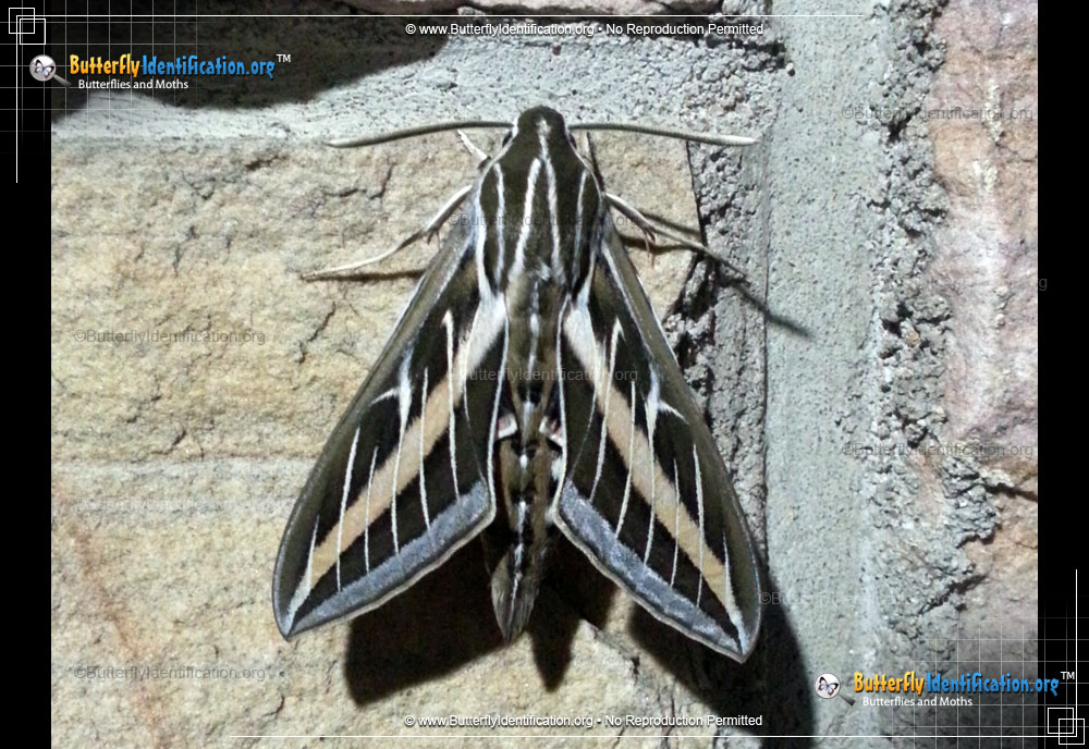 Full-sized image #1 of the White-lined Sphinx Moth