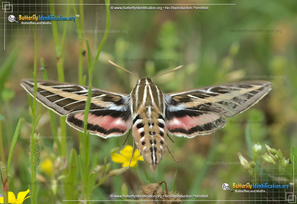 Full-sized image #1 of the White-lined Sphinx Moth