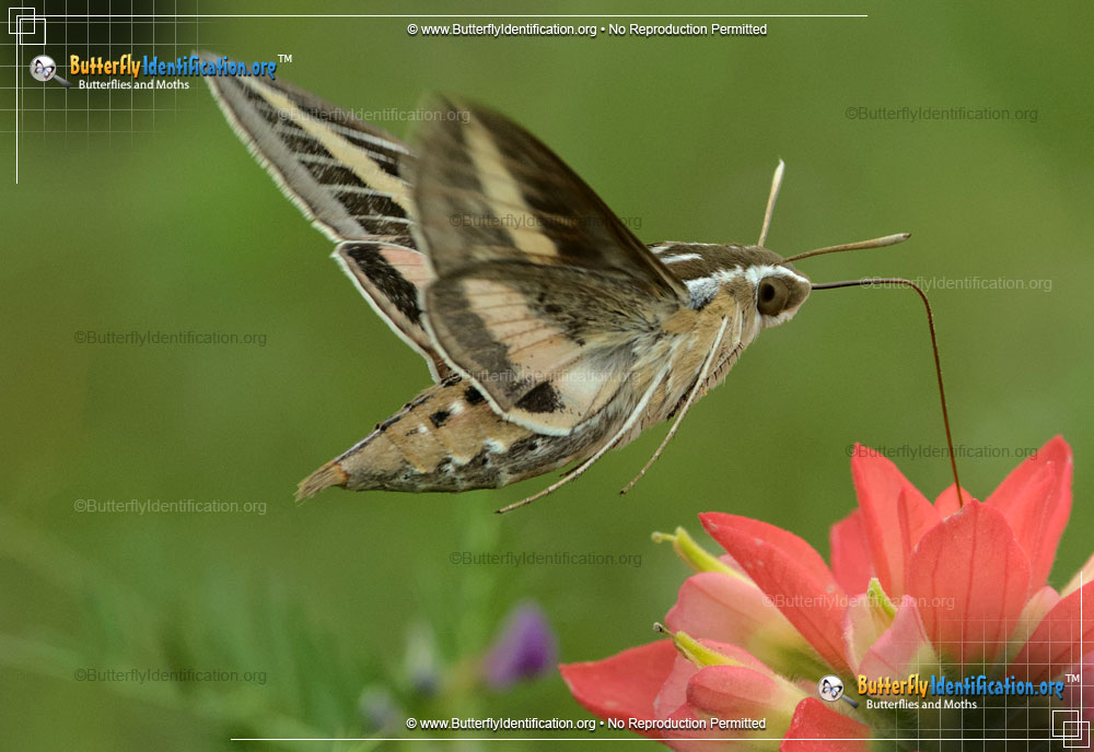 Full-sized image #6 of the White-lined Sphinx Moth