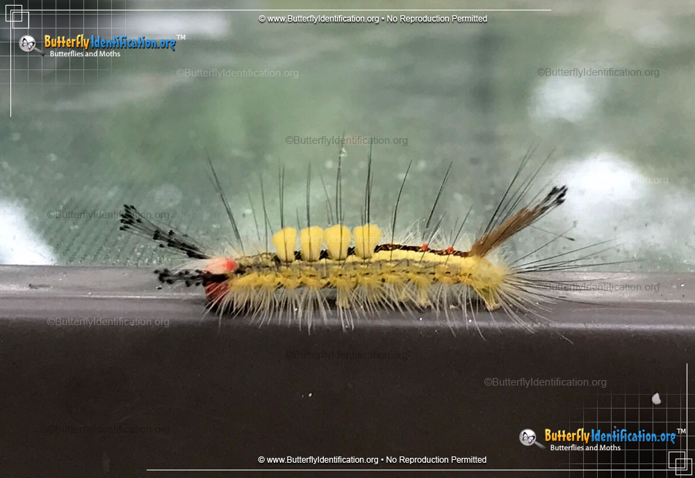 Full-sized caterpillar image of the White-marked Tussock Moth