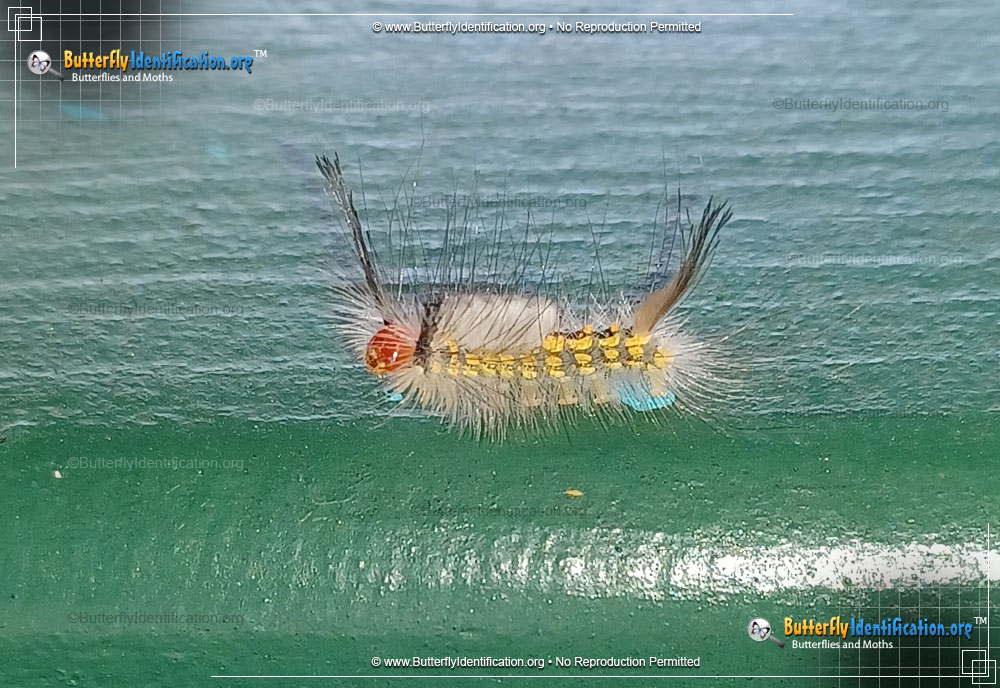 Full-sized image #4 of the White-marked Tussock Moth