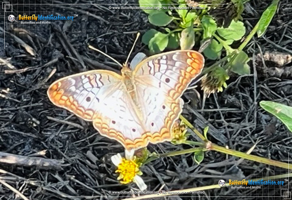 Full-sized image #1 of the White Peacock Butterfly