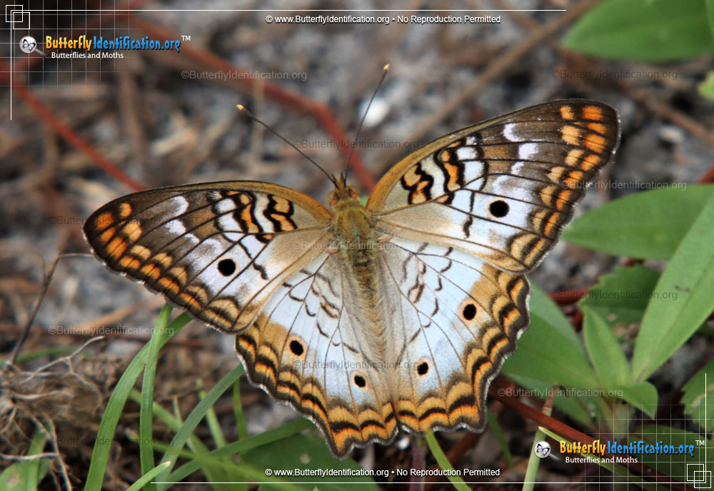 Full-sized image #1 of the White Peacock Butterfly