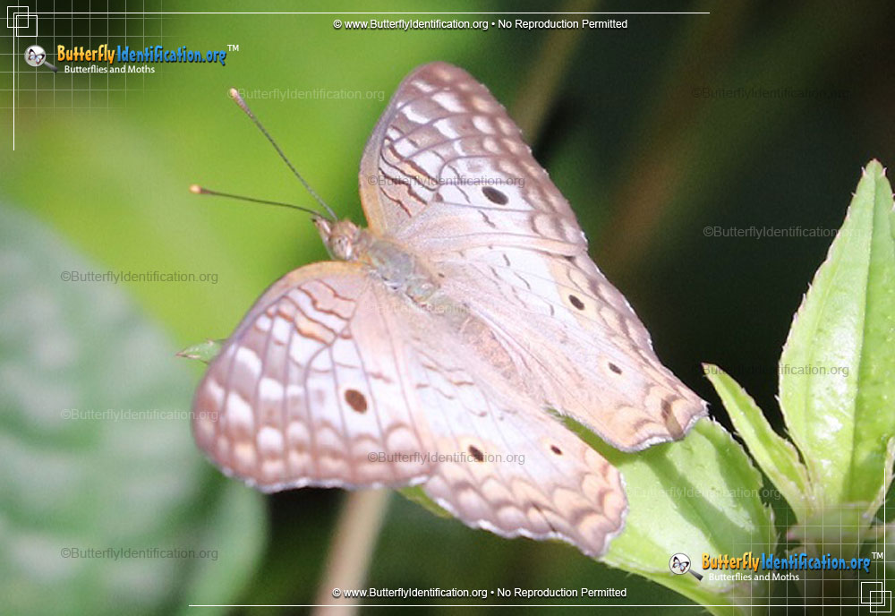 Full-sized image #3 of the White Peacock Butterfly