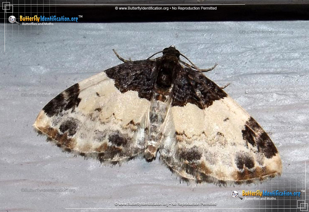 Full-sized image #1 of the White-ribboned Carpet Moth