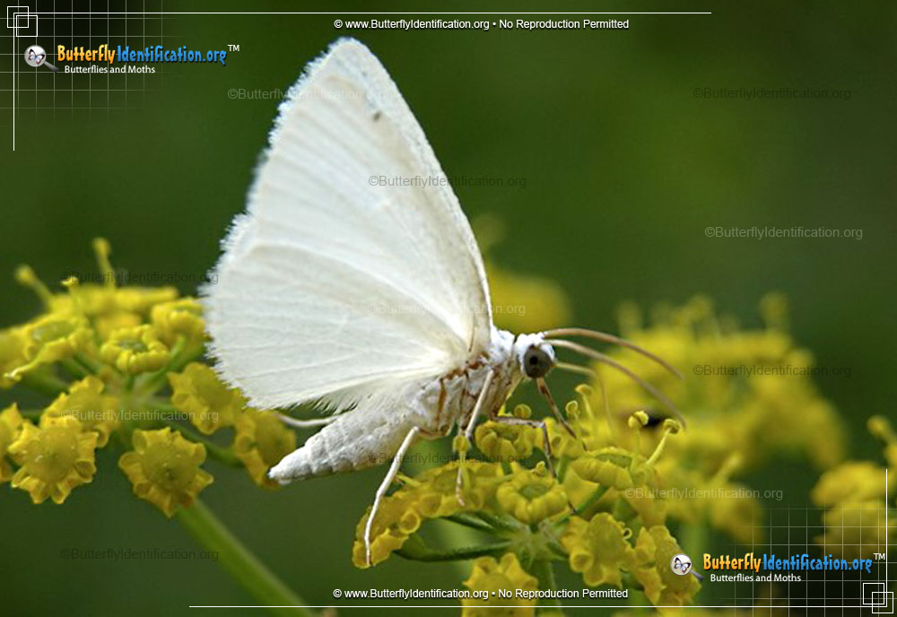 Full-sized image #2 of the White Spring Moth