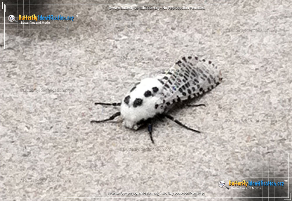 Full-sized image #1 of the Wood Leopard Moth