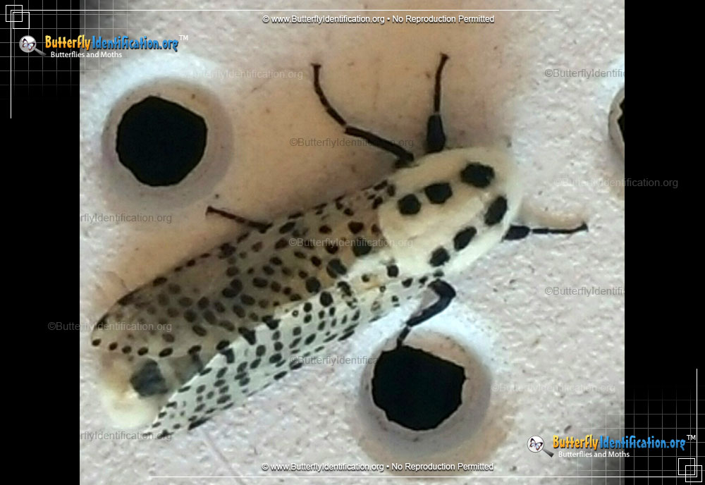 Full-sized image #3 of the Wood Leopard Moth