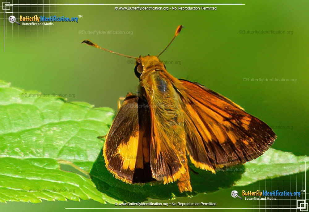 Full-sized image #3 of the Yehl Skipper