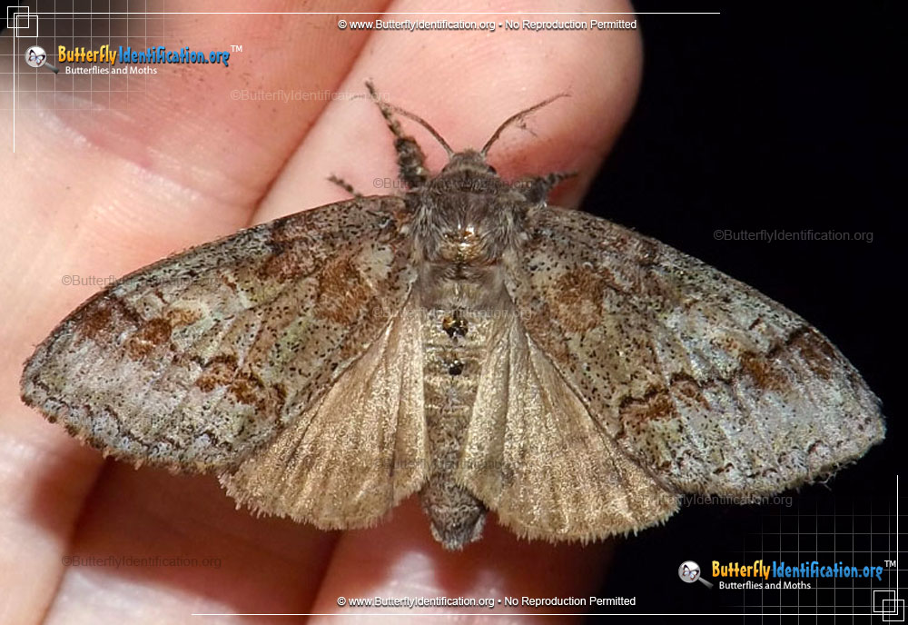 Full-sized image #1 of the Yellow-based Tussock Moth