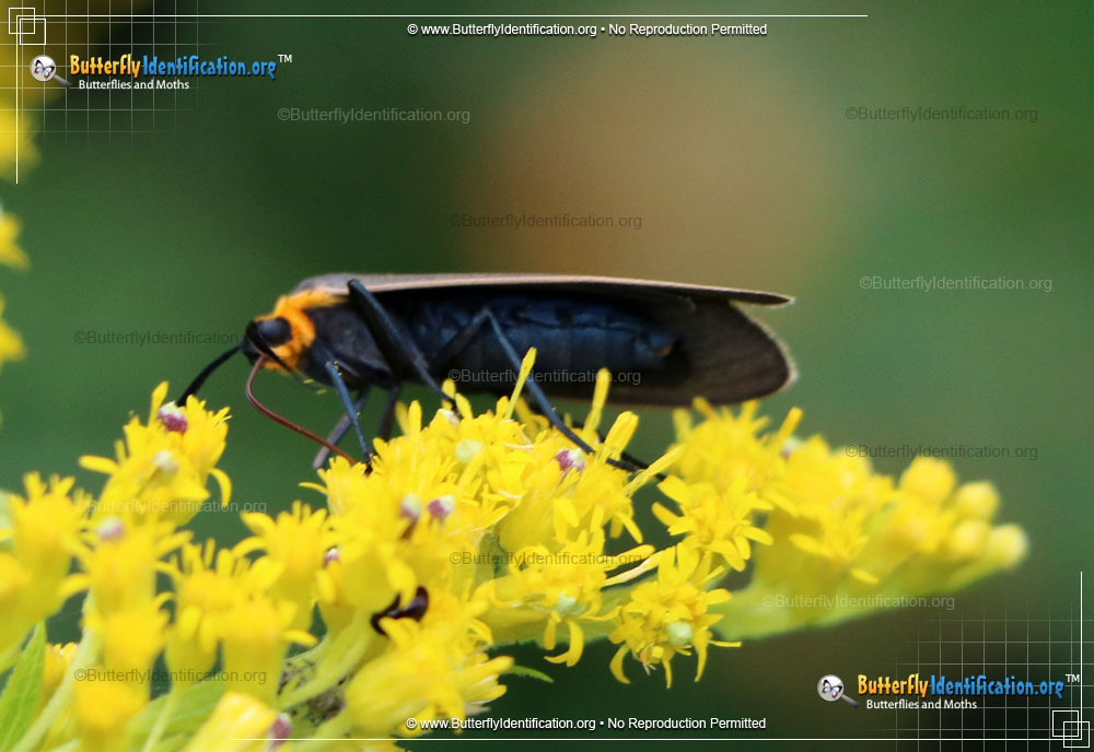 Full-sized image #4 of the Yellow-collared Scape Moth