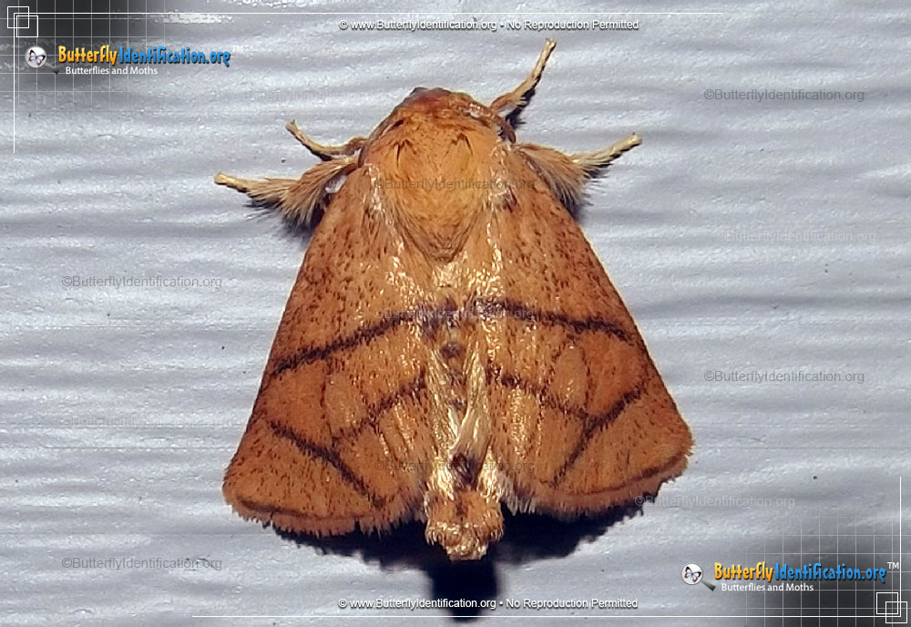 Full-sized image #1 of the Yellow-collared Slug Moth