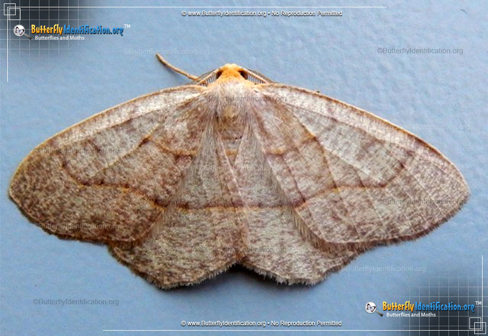 Full-sized image #1 of the Yellow-headed Looper Moth