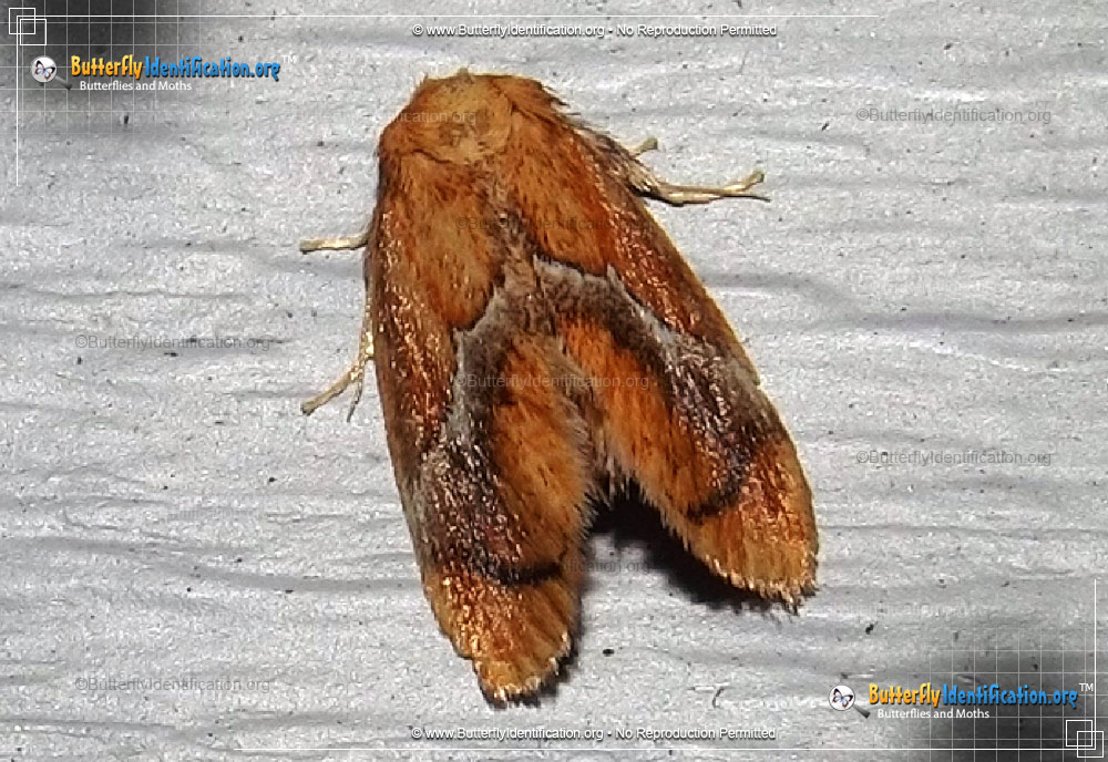 Full-sized image #1 of the Yellow-shouldered Slug Moth