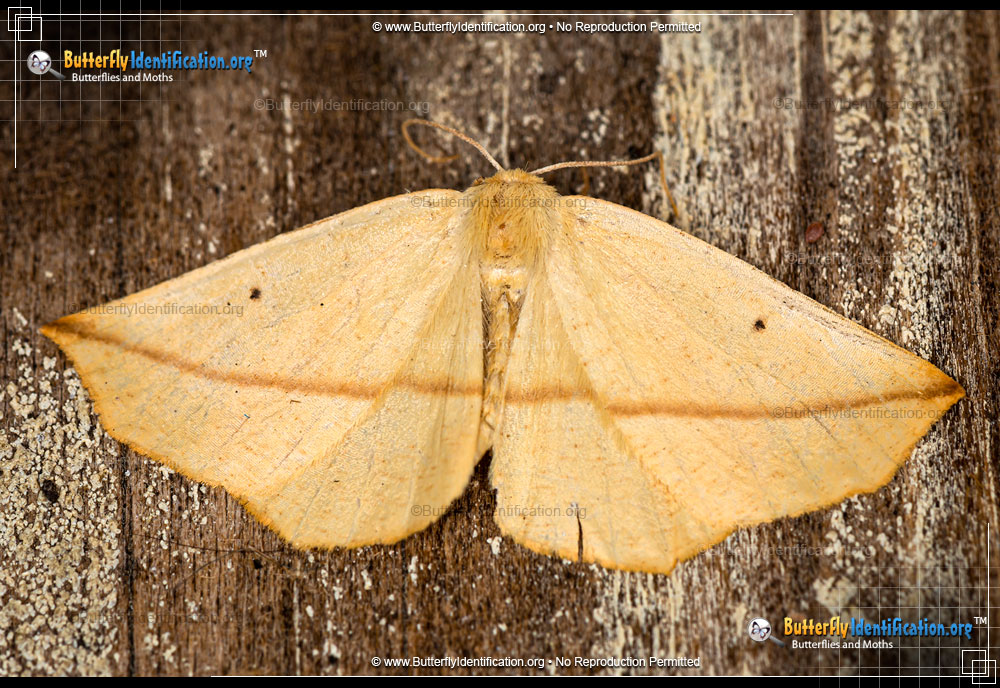 Full-sized image #1 of the Yellow Slant-line Moth