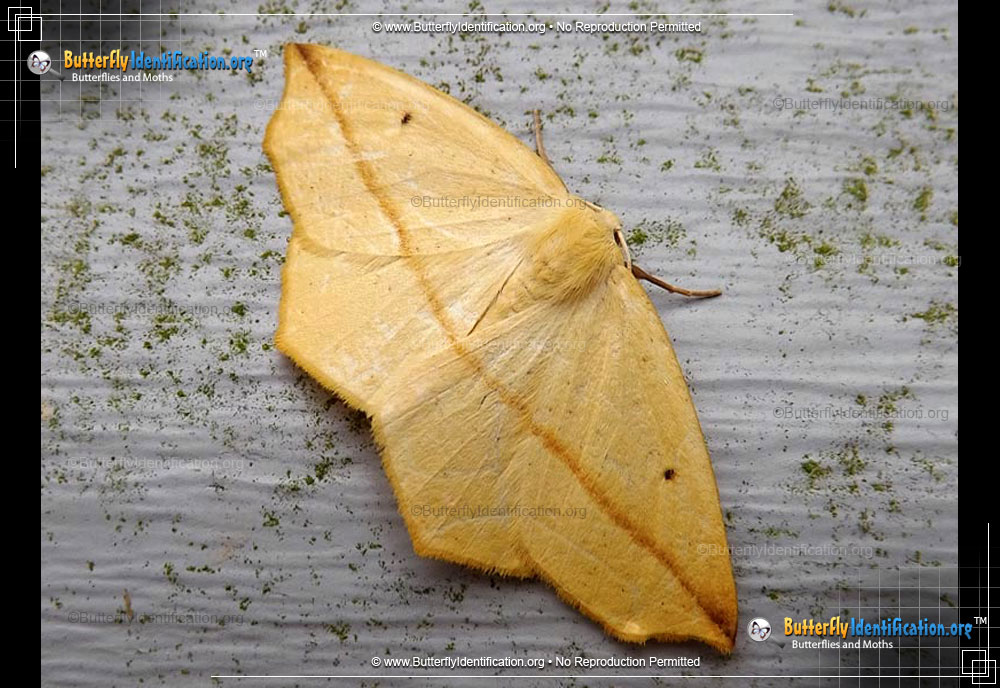 Full-sized image #2 of the Yellow Slant-line Moth