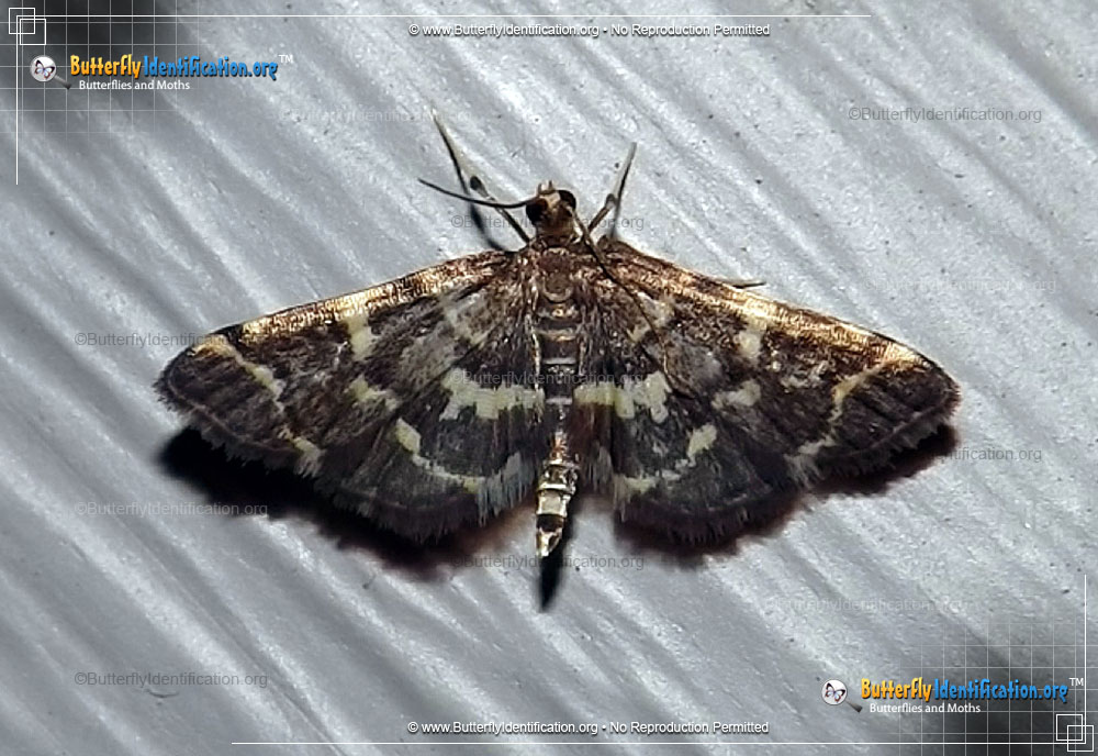 Full-sized image #1 of the Yellow-spotted Webworm Moth