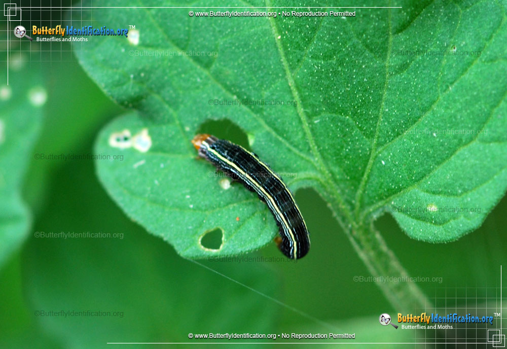 Full-sized caterpillar image of the Yellow-striped Armyworm Moth
