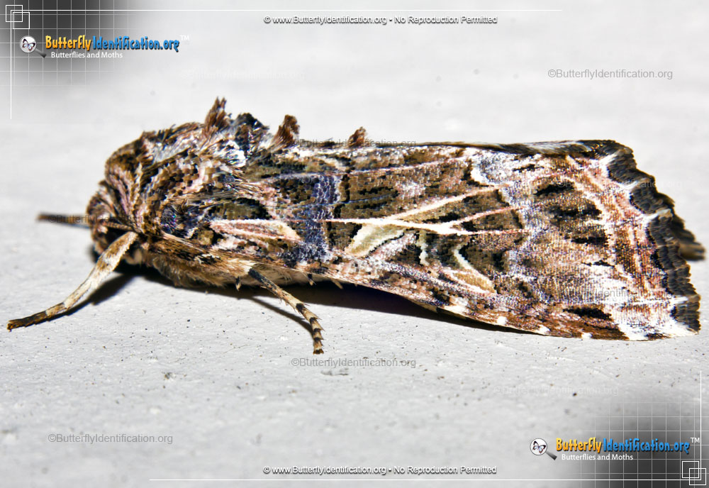 Full-sized image #2 of the Yellow-striped Armyworm Moth