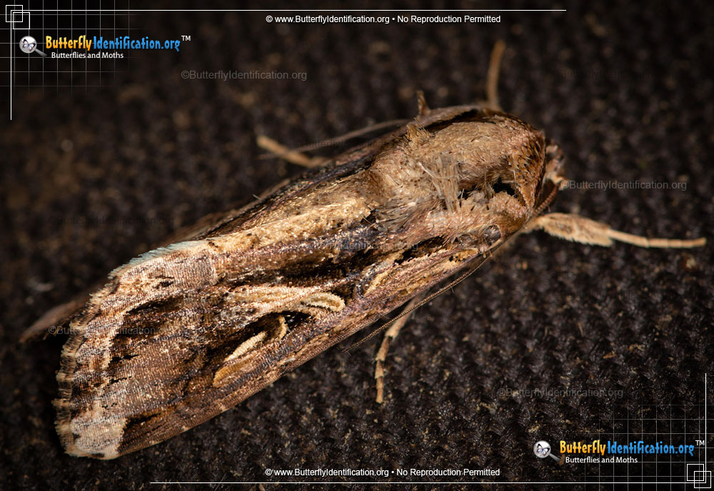 Full-sized image #3 of the Yellow-striped Armyworm Moth