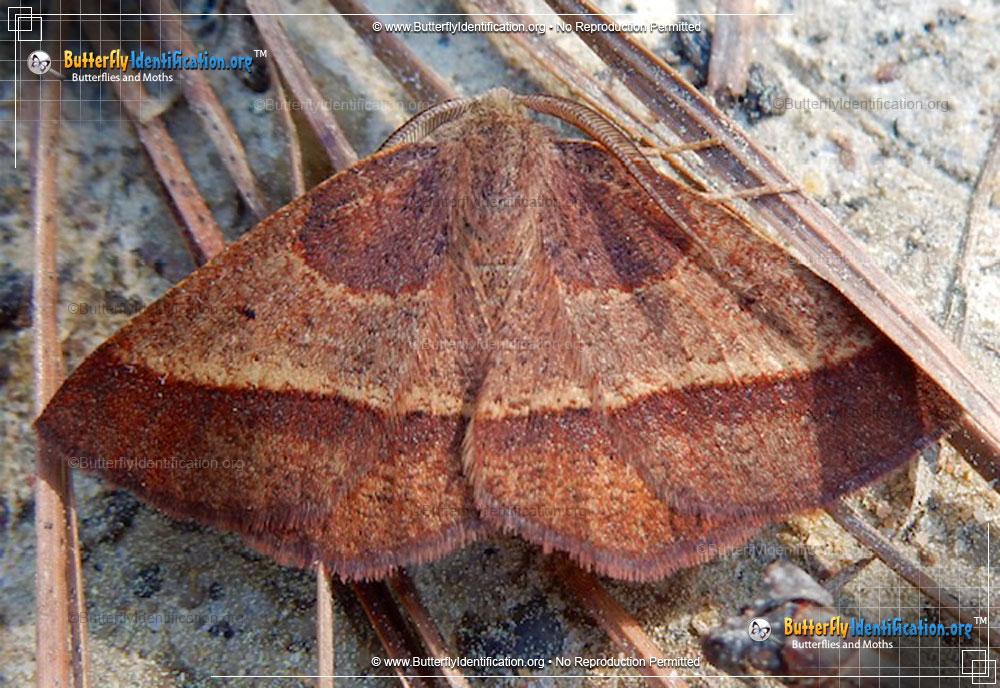 Full-sized image #1 of the Yellow-washed Metarranthis Moth