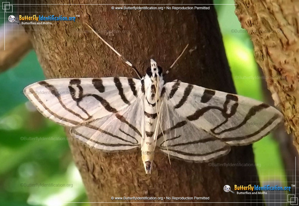 Full-sized image #1 of the Zebra Conchylodes Moth
