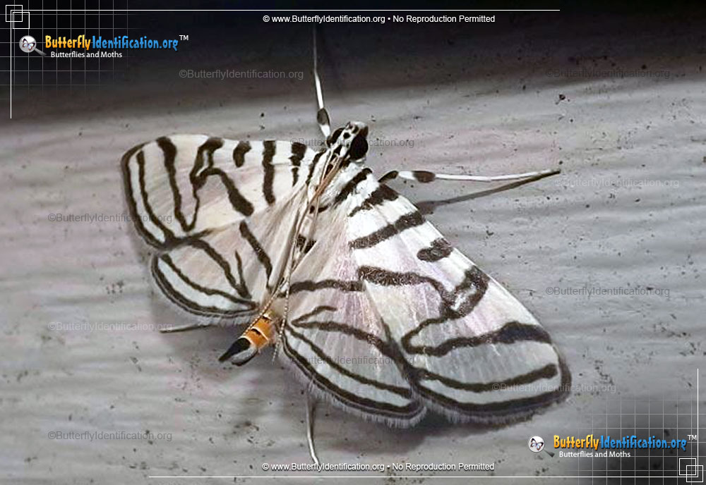 Full-sized image #2 of the Zebra Conchylodes Moth